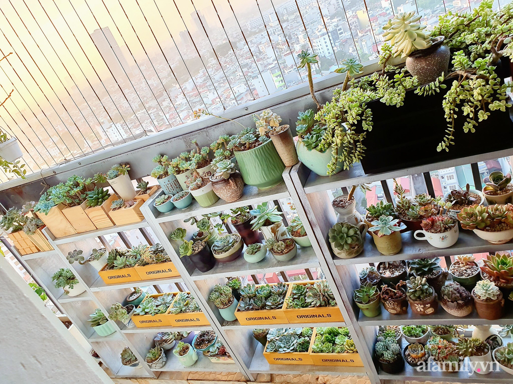 Ban công 6m² đẹp bình dị của chủ nhân dành tình yêu đặc biệt cho sen đá ở Hà Nội - Ảnh 6. Ban công 6m² đẹp bình dị của chủ nhân dành tình yêu đặc biệt cho sen đá ở Hà Nội - Ảnh 6.