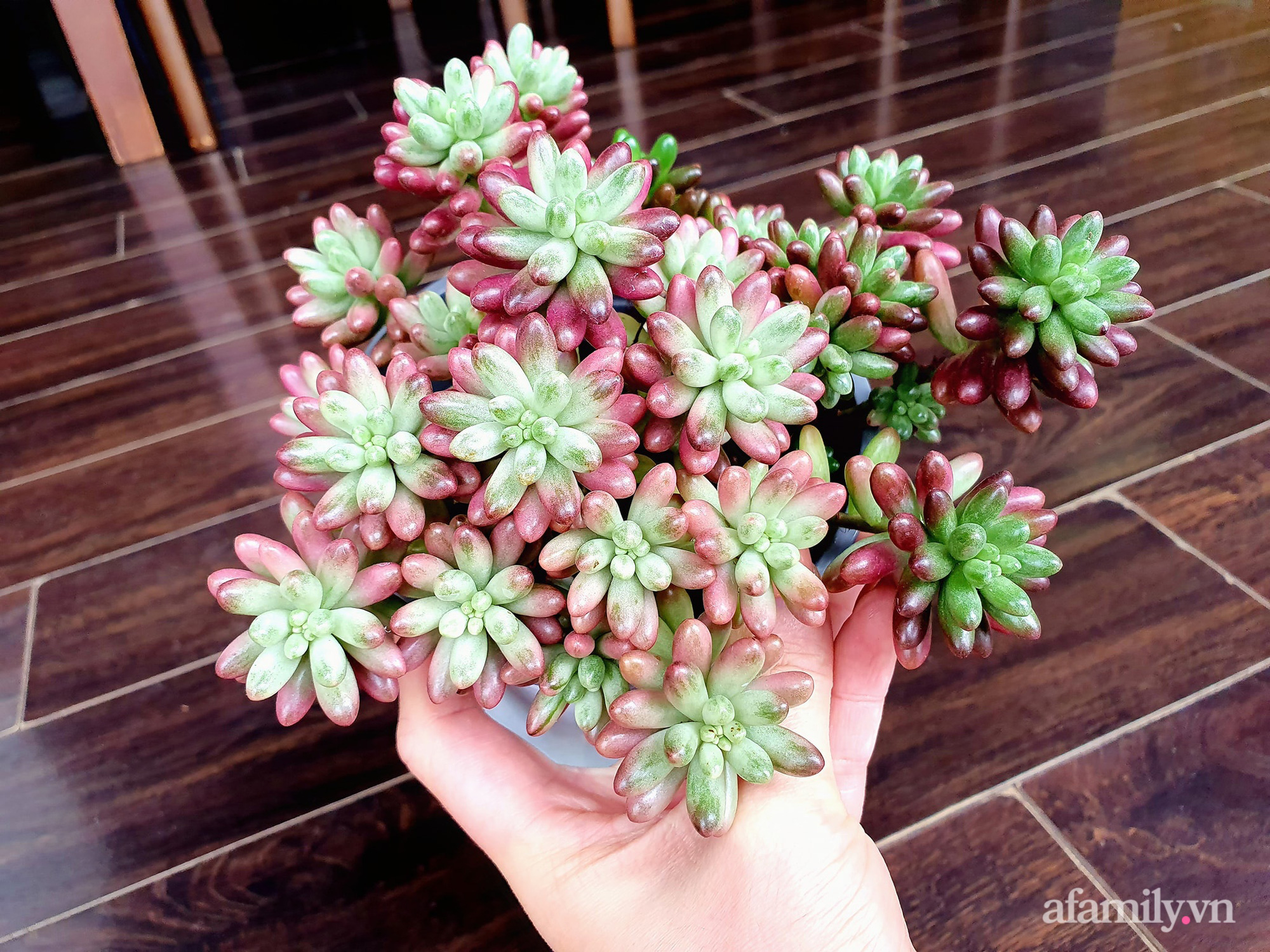 Ban công 6m² đẹp bình dị của chủ nhân dành tình yêu đặc biệt cho sen đá ở Hà Nội - Ảnh 7. Ban công 6m² đẹp bình dị của chủ nhân dành tình yêu đặc biệt cho sen đá ở Hà Nội - Ảnh 7.