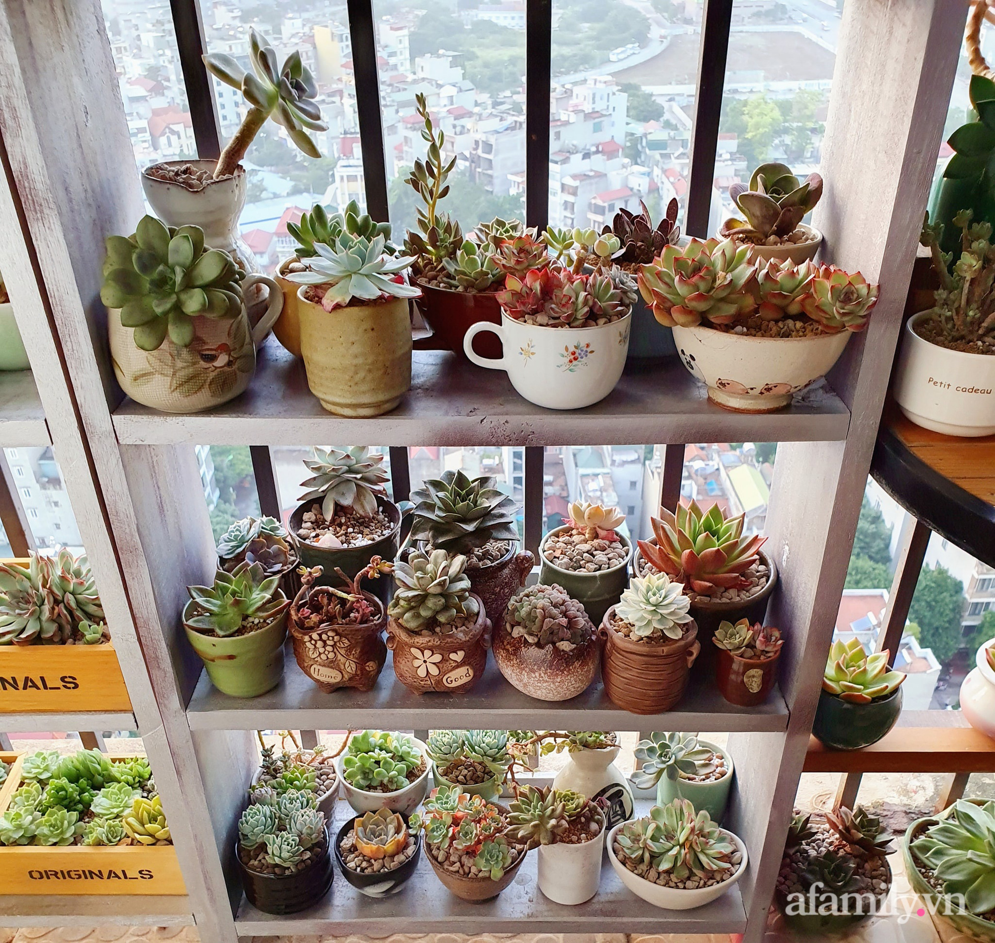 Ban công 6m² đẹp bình dị của chủ nhân dành tình yêu đặc biệt cho sen đá ở Hà Nội - Ảnh 8. Ban công 6m² đẹp bình dị của chủ nhân dành tình yêu đặc biệt cho sen đá ở Hà Nội - Ảnh 8.