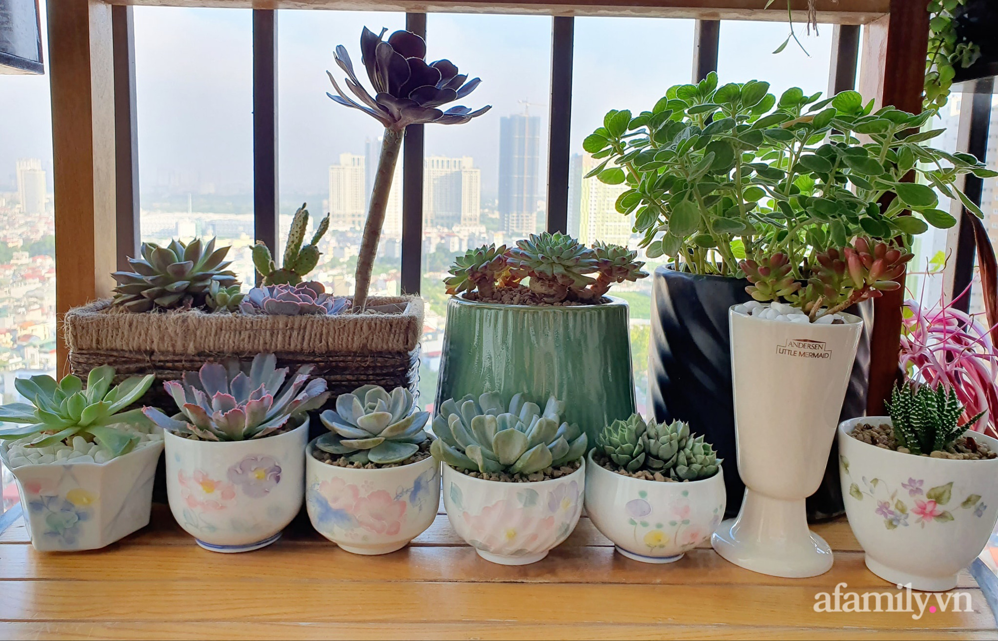 Ban công 6m² đẹp bình dị của chủ nhân dành tình yêu đặc biệt cho sen đá ở Hà Nội - Ảnh 9. Ban công 6m² đẹp bình dị của chủ nhân dành tình yêu đặc biệt cho sen đá ở Hà Nội - Ảnh 9.