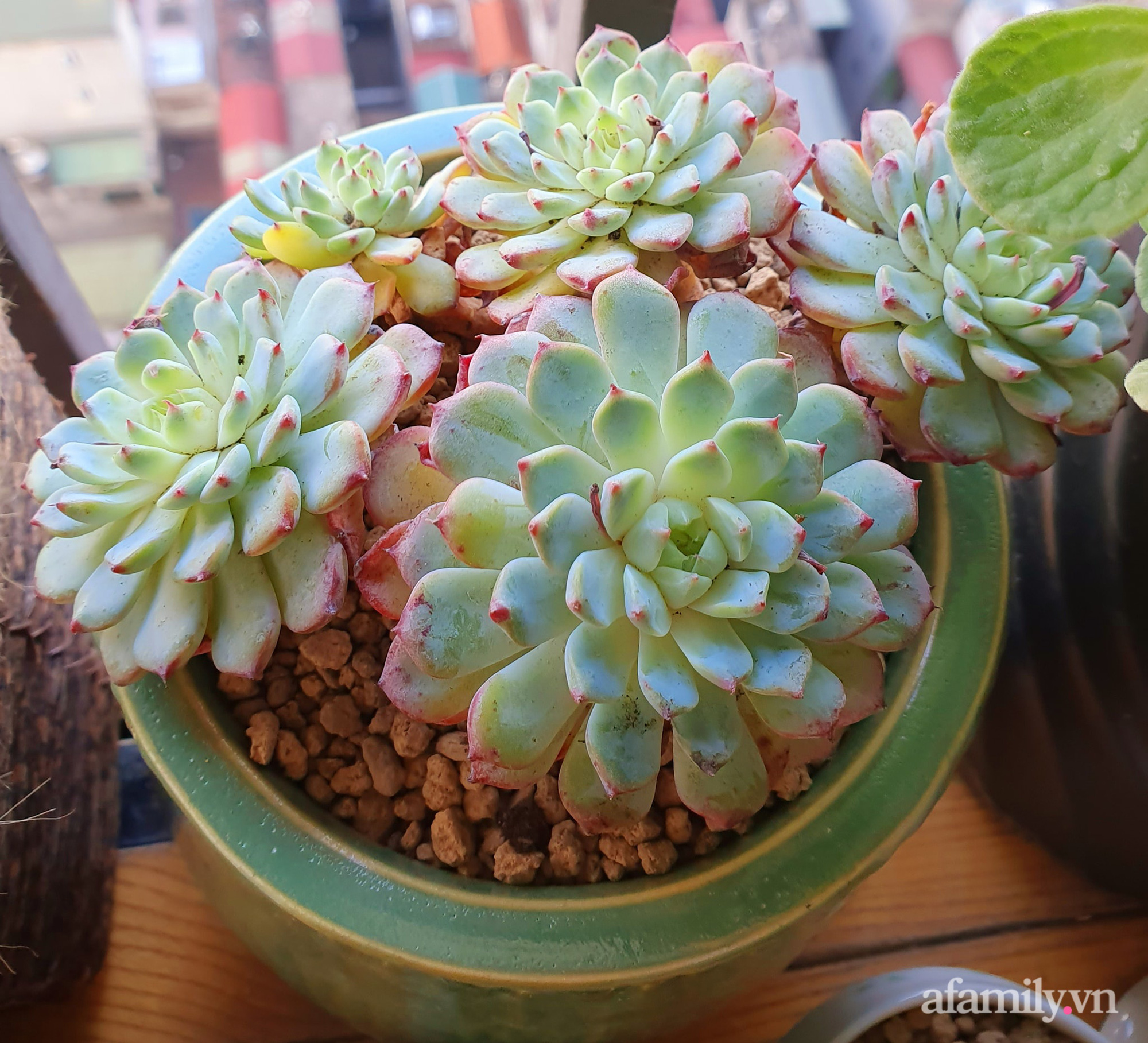 Ban công 6m² đẹp bình dị của chủ nhân dành tình yêu đặc biệt cho sen đá ở Hà Nội - Ảnh 10. Ban công 6m² đẹp bình dị của chủ nhân dành tình yêu đặc biệt cho sen đá ở Hà Nội - Ảnh 10.