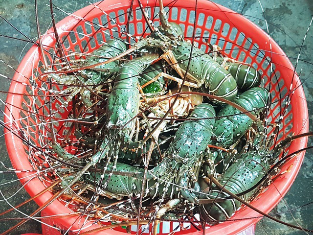 Sự thật về giá tôm hùm ở Phú Yên chỉ 200.000 đồng/kg - Ảnh 2.
