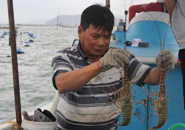 Sự thật về giá tôm hùm ở Phú Yên chỉ 200.000 đồng/kg - Ảnh 4.