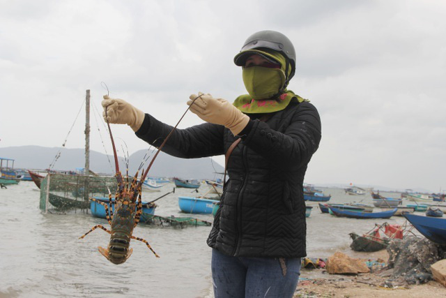 Sự thật về giá tôm hùm ở Phú Yên chỉ 200.000 đồng/kg - Ảnh 6.