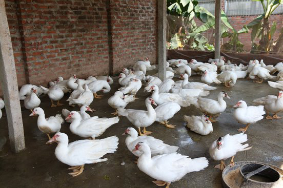 Ngôi trường đặc biệt có trang trại nuôi lợn, gà, vườn rau sạch trên nóc nhà - Ảnh 7.
