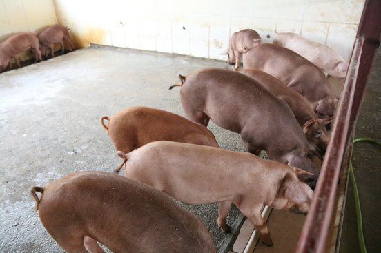 Ngôi trường đặc biệt có trang trại nuôi lợn, gà, vườn rau sạch trên nóc nhà - Ảnh 2.