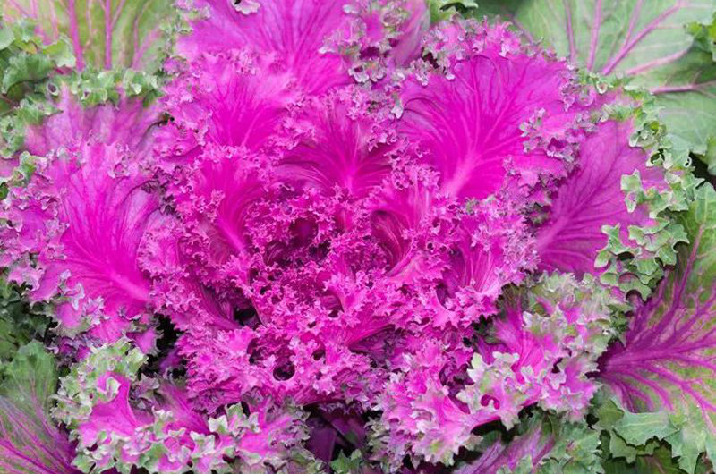 18 loại rau quả nhiều vitamin C hơn cam, chanh gấp 5 lần ít ai để ý - Ảnh 12. 18 loại rau quả nhiều vitamin C hơn cam, chanh gấp 5 lần ít ai để ý - Ảnh 12.