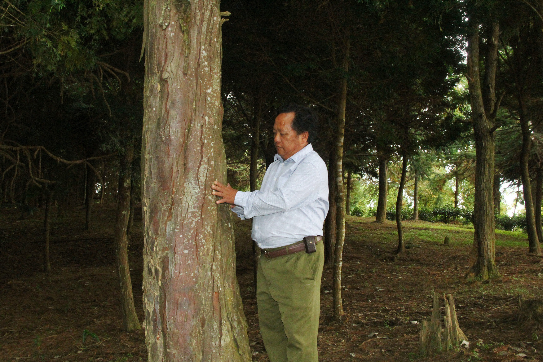 Gặp người trồng rừng pơmu trên mây - Ảnh 1. Gặp người trồng rừng pơmu trên mây - Ảnh 1.