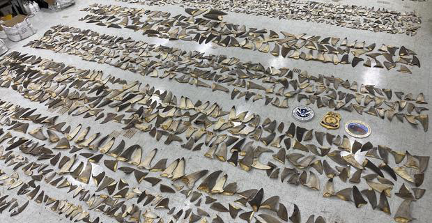 Hơn nửa tấn vây cá mập khô trị giá 1 triệu USD bị bắt giữ ở Miami - Ảnh 1.