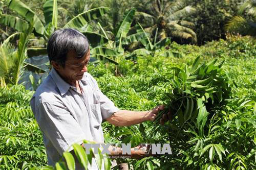 Mang rau rừng trồng trong vườn, thành triệu phú - Ảnh 2.