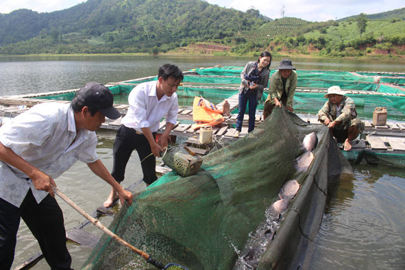 Đột nhập nơi nuôi loài cá sắp tuyệt chủng, dân sành ăn săn lùng - Ảnh 1.