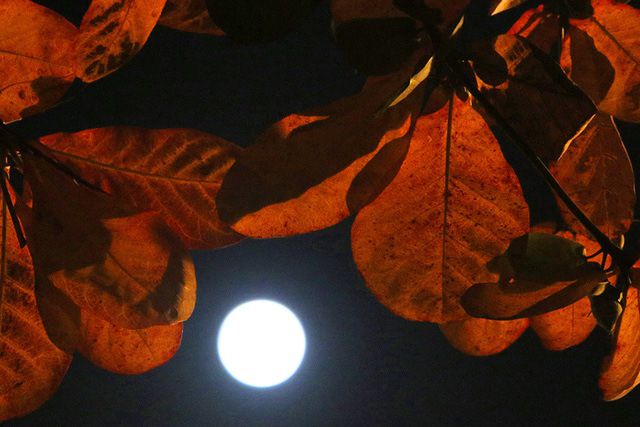  Chiêm ngưỡng siêu trăng trên bầu trời Hà Nội vào đêm 9/3  - Ảnh 10.