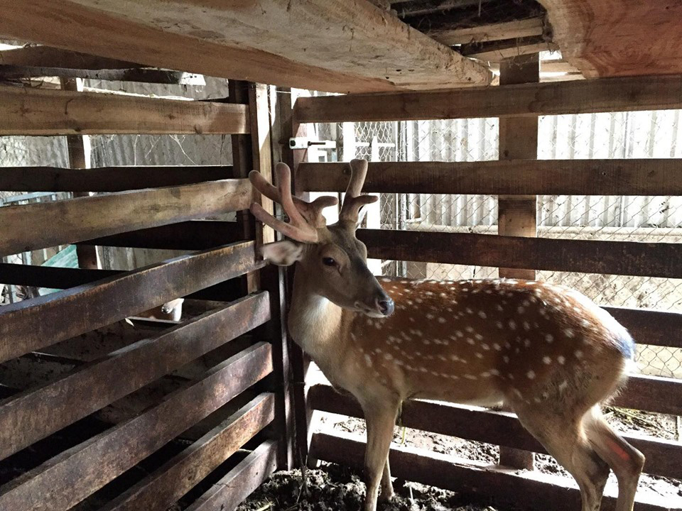 Người dân Hà Tĩnh đổ xô đi xem con hươu mọc 3 cành nhung - Ảnh 1. Người dân Hà Tĩnh đổ xô đi xem con hươu mọc 3 cành nhung - Ảnh 1.