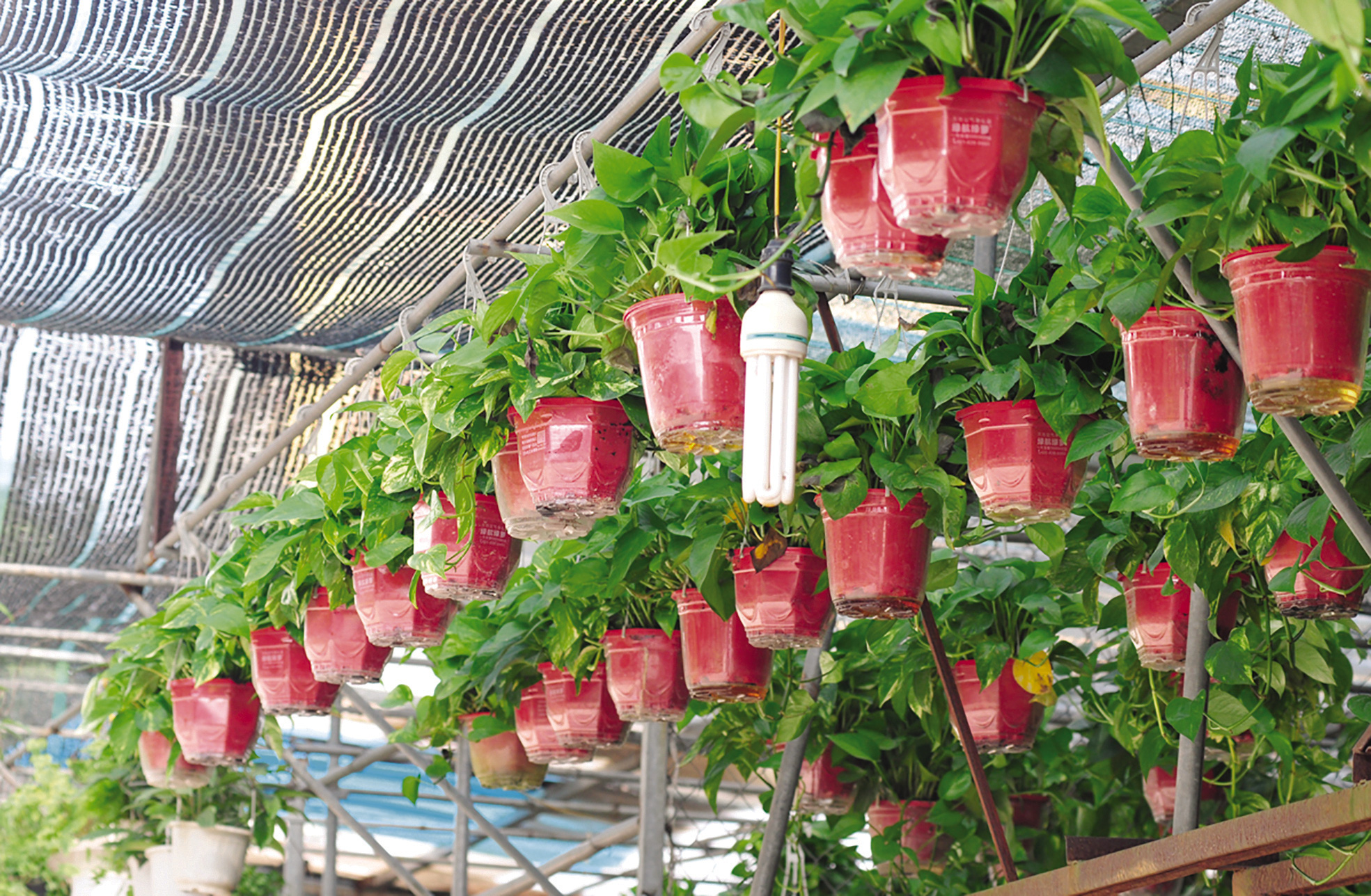 Độc đáo chợ hoa, cây cảnh họp theo phiên - Ảnh 2. Độc đáo chợ hoa, cây cảnh họp theo phiên - Ảnh 2.