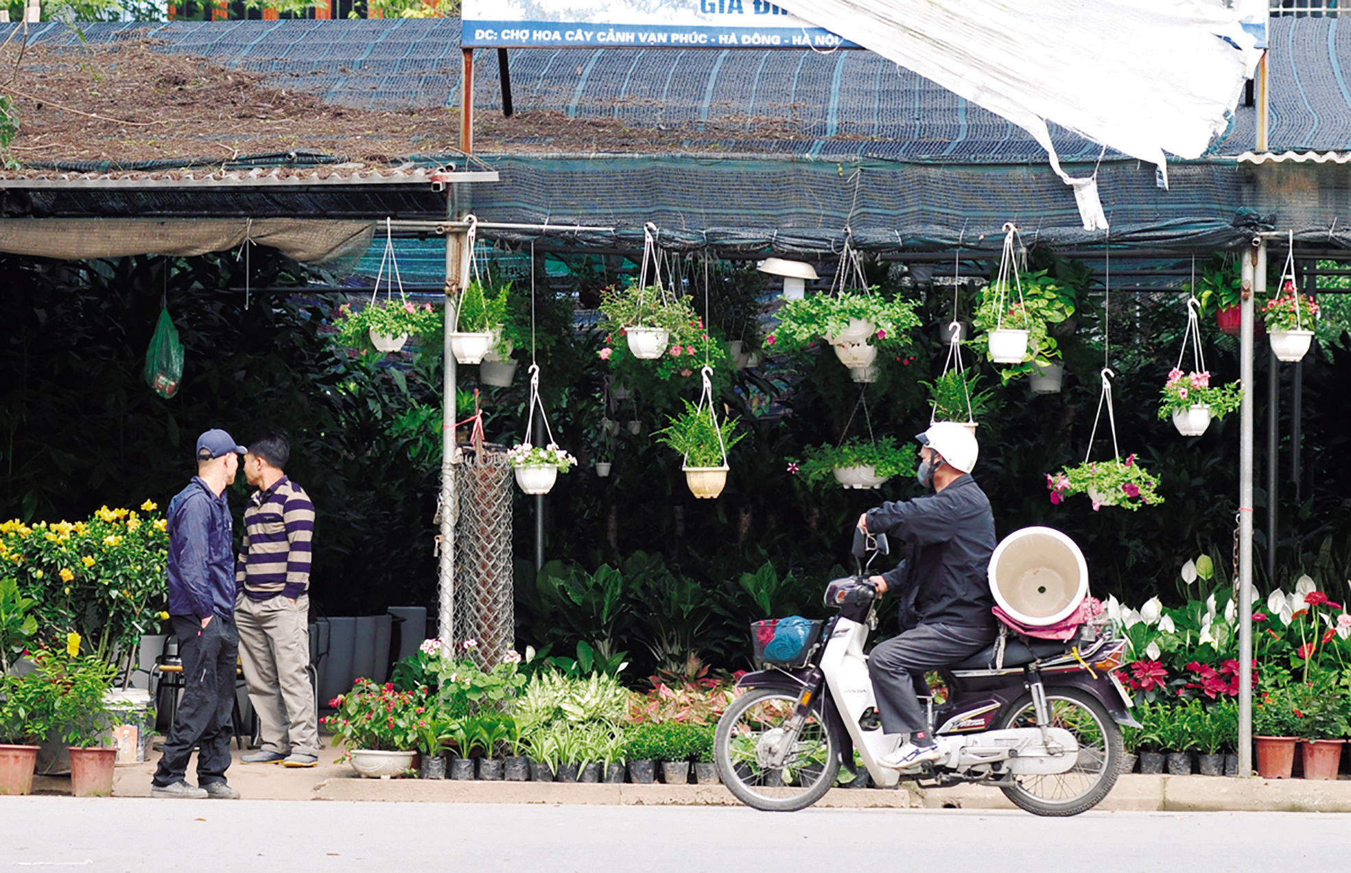 Độc đáo chợ hoa, cây cảnh họp theo phiên - Ảnh 3. Độc đáo chợ hoa, cây cảnh họp theo phiên - Ảnh 3.