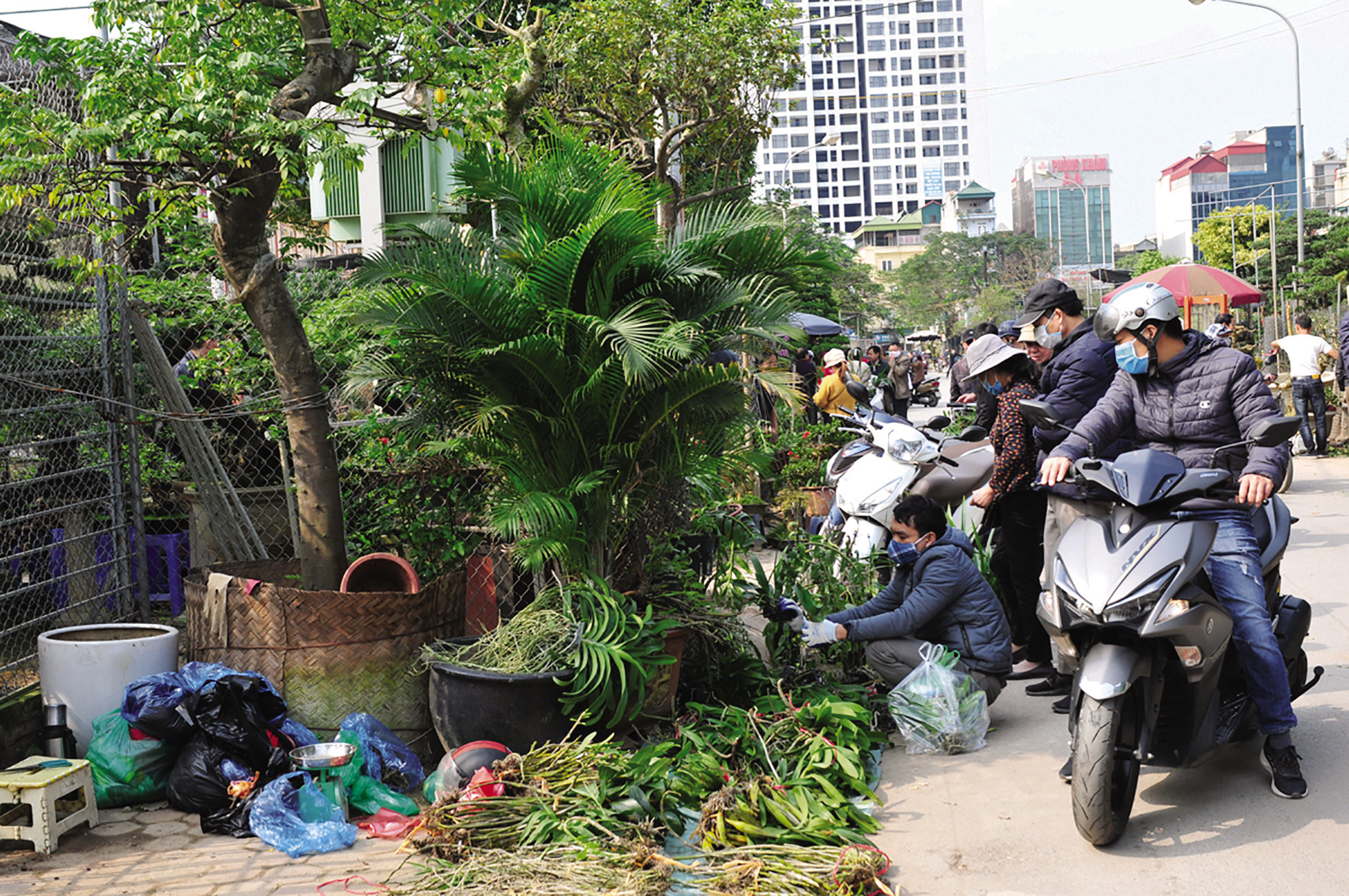 Độc đáo chợ hoa, cây cảnh họp theo phiên - Ảnh 7. Độc đáo chợ hoa, cây cảnh họp theo phiên - Ảnh 7.