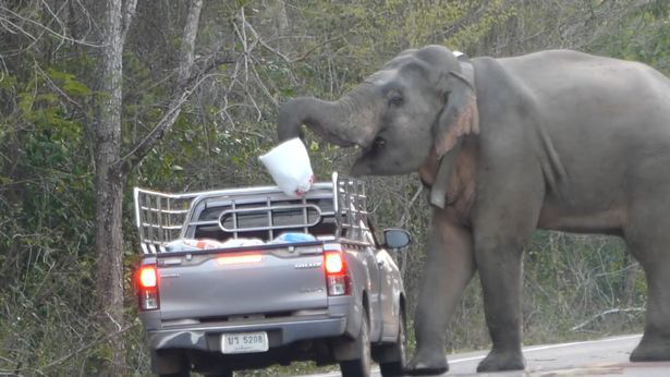 Tài xế ngỡ ngàng khi voi già chặn xe, dạy voi trẻ thó đồ ăn - Ảnh 1.