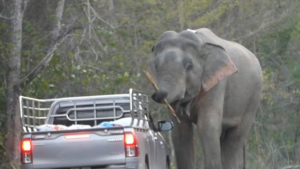 Tài xế ngỡ ngàng khi voi già chặn xe, dạy voi trẻ thó đồ ăn - Ảnh 2.