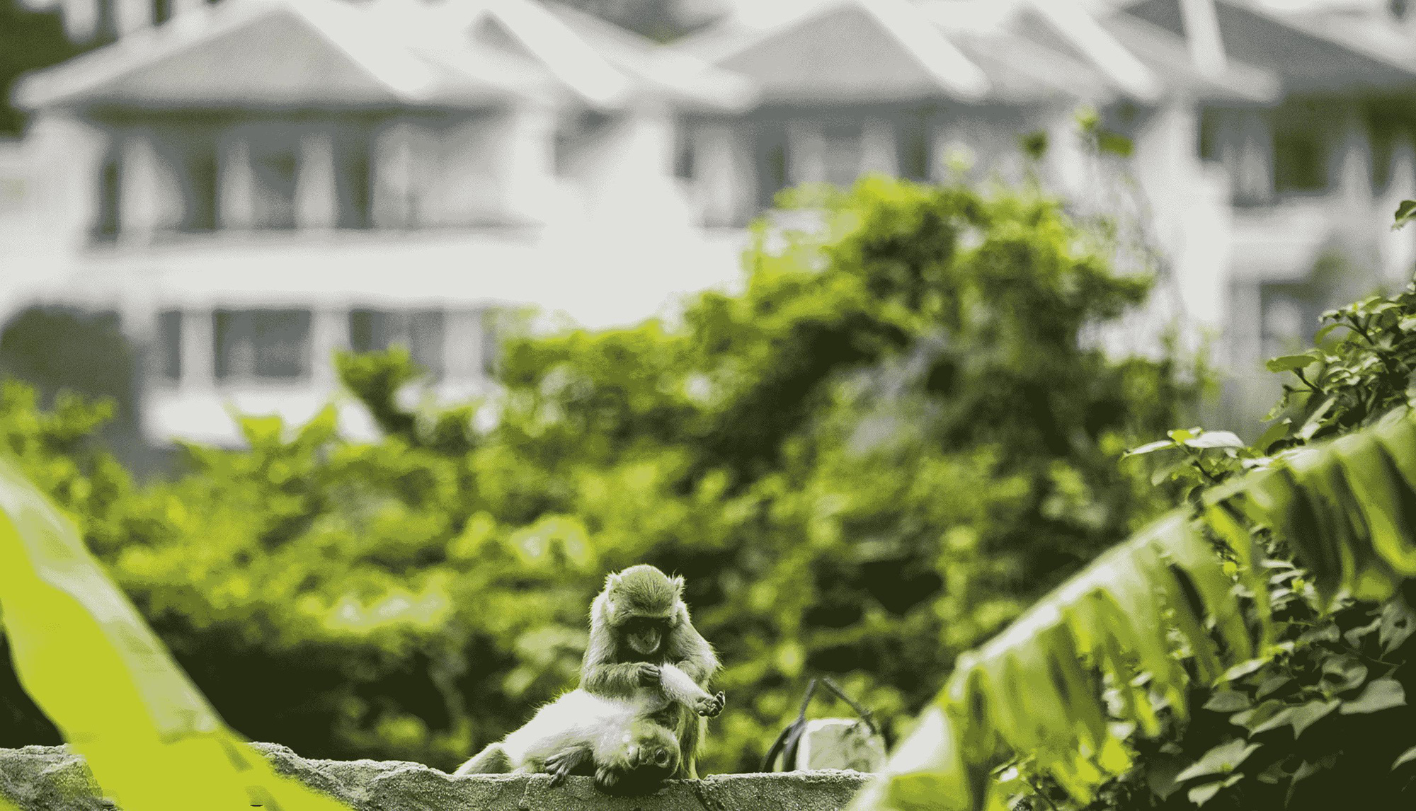 Mặc Covid-19, du khách quốc tế vẫn không quên “thăng hạng” cho du lịch Đà Nẵng - Ảnh 2. Mặc Covid-19, du khách quốc tế vẫn không quên “thăng hạng” cho du lịch Đà Nẵng - Ảnh 2.