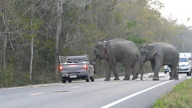 Tài xế ngỡ ngàng khi voi già chặn xe, dạy voi trẻ thó đồ ăn - Ảnh 3.