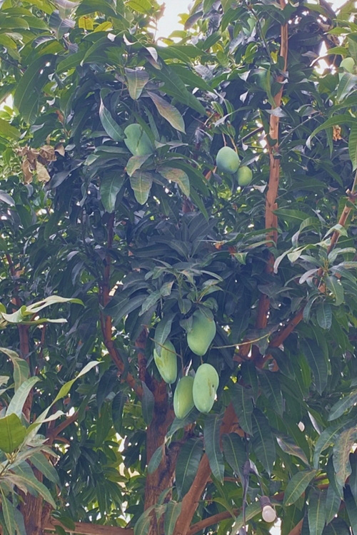 Tăng Thanh Hà thu hoạch trái cây trong vườn nhà - Ảnh 2.