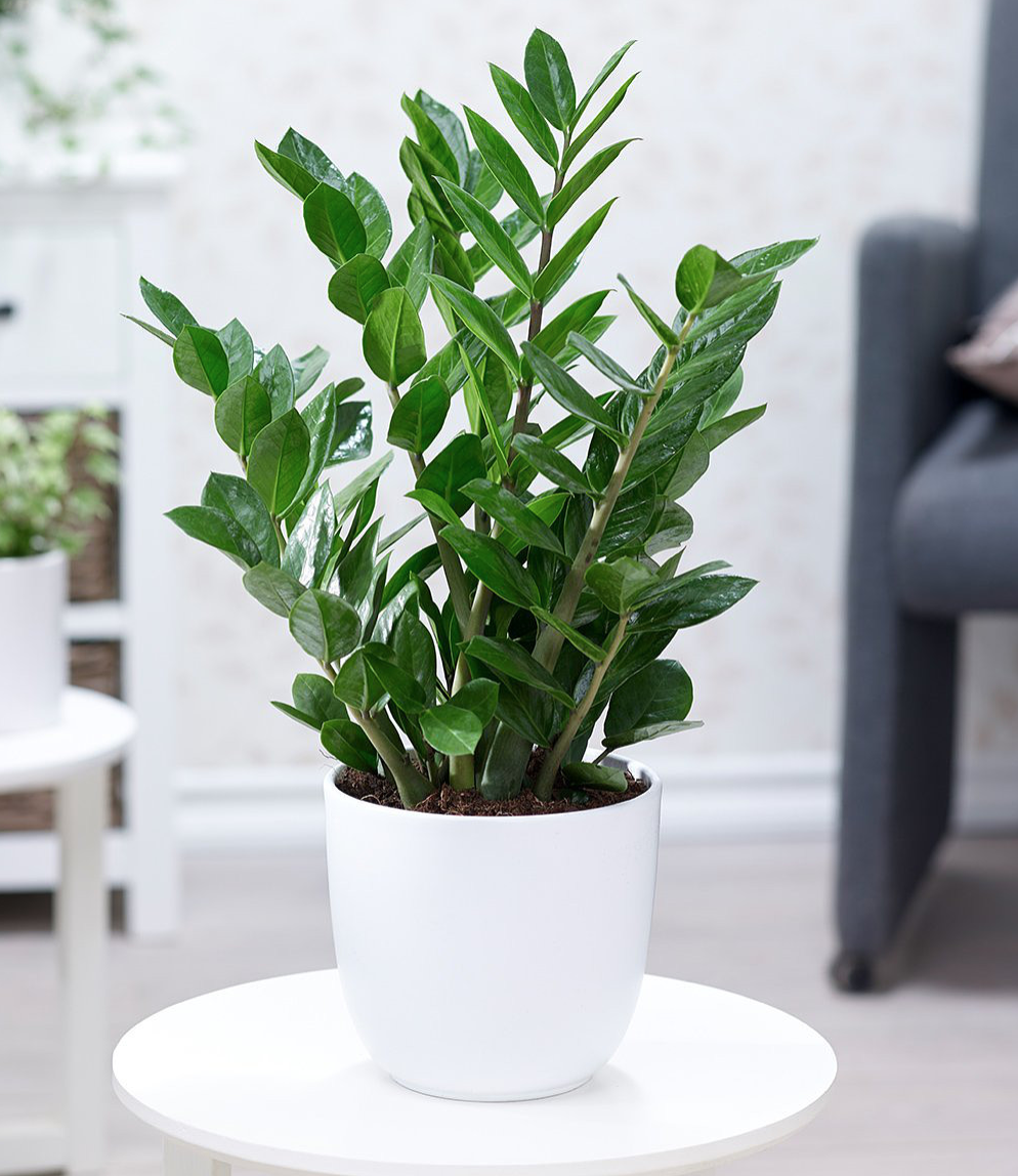 N&ecirc;n đặt c&acirc;y g&igrave; cạnh b&agrave;n thờ Thần t&agrave;i để h&uacute;t t&agrave;i lộc? - Ảnh 2.