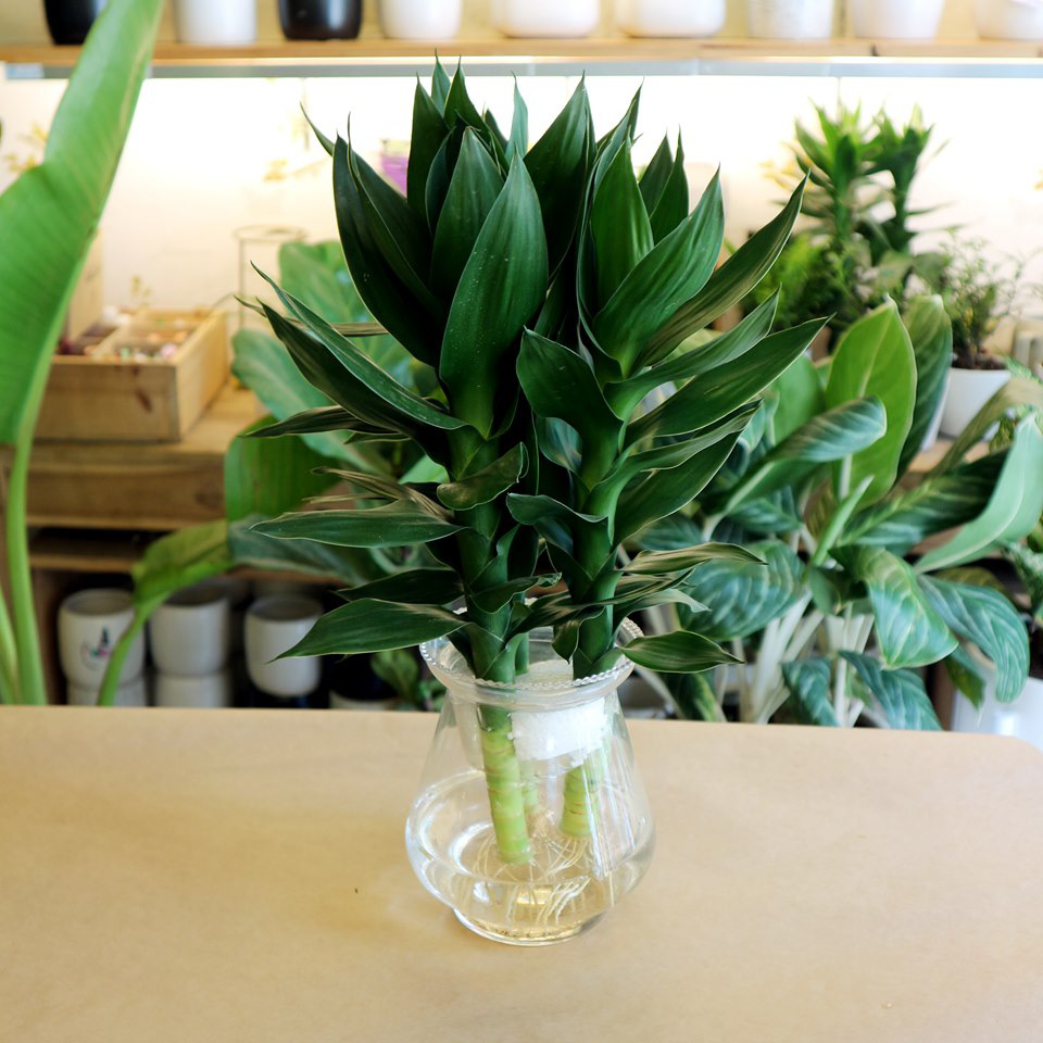 N&ecirc;n đặt c&acirc;y g&igrave; cạnh b&agrave;n thờ Thần t&agrave;i để h&uacute;t t&agrave;i lộc? - Ảnh 4.