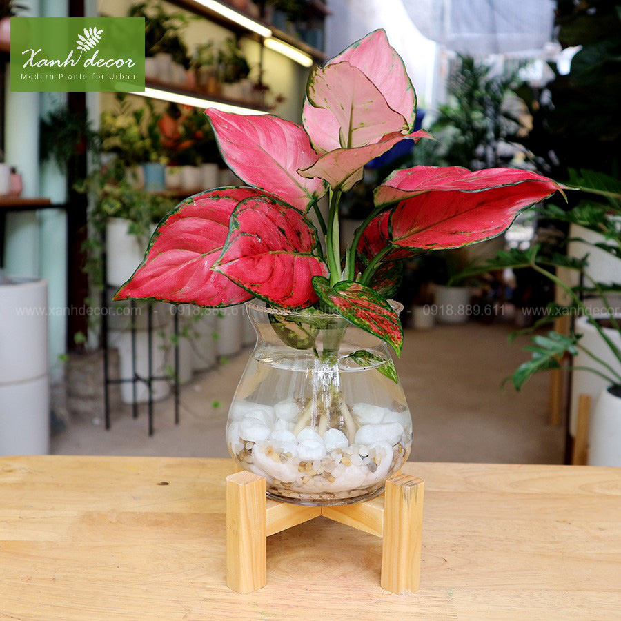 N&ecirc;n đặt c&acirc;y g&igrave; cạnh b&agrave;n thờ Thần t&agrave;i để h&uacute;t t&agrave;i lộc? - Ảnh 6.