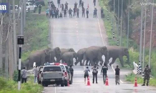 Cao tốc dừng hoạt động để đàn voi sang đường - Ảnh 1.
