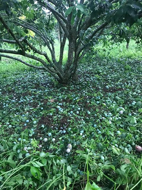 Xót xa nhìn cảnh mưa đá trắng vườn, mận rụng tơi tả ở Sơn La - Ảnh 1.