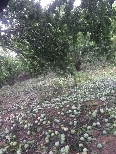 Xót xa nhìn cảnh mưa đá trắng vườn, mận rụng tơi tả ở Sơn La - Ảnh 4.