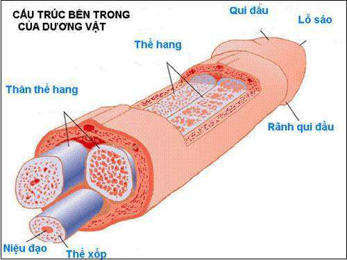 Điều trị liệt dương bằng cấy vật hang giả - Ảnh 2.