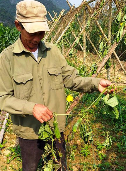 Nghệ An: Người thương binh bị phá vườn mướp gần đến ngày thu hoạch - Ảnh 1.