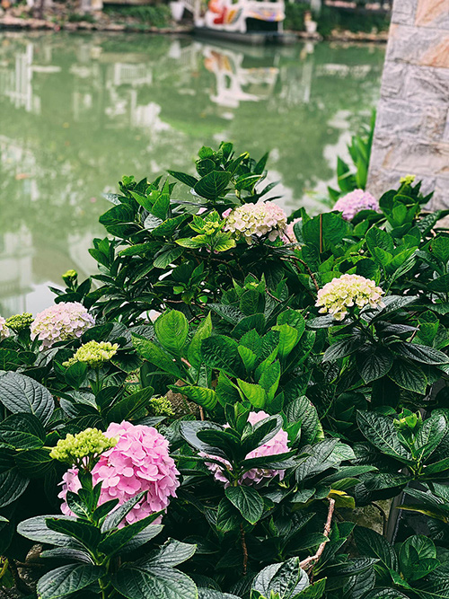 Vườn nhà muôn hoa đua nở của á hậu Tú Anh - Ảnh 3.