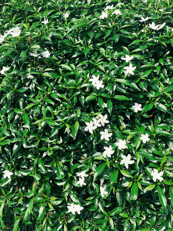 Khu vườn ngập tràn hoa và cây xanh trong căn villa trên không trị giá hơn 70 tỷ đồng của Nathan Lee - Ảnh 12.