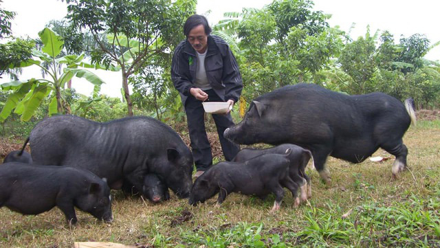  Nghệ sĩ Giang Còi: Thất nghiệp, ở nhà làm thợ xây, chăm gà lợn...  - Ảnh 2.