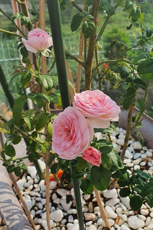 Vườn hoa hồng, hoa sen của Vũ Thu Phương - Ảnh 2.