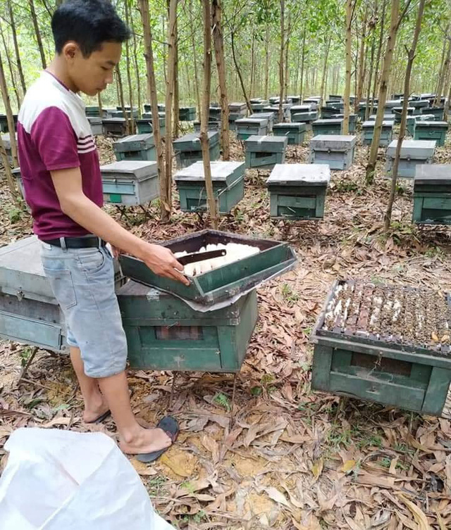 Hà Tĩnh: Trại nuôi ong của người dân nghi bị kẻ xấu đột nhập thuốc chết hàng trăm tổ ong - Ảnh 2.