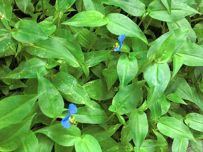 Lạ lùng loài cỏ dại mọc tua tủa sau mưa không ngờ lại là món ăn khiến chị em đổ xô săn lùng - Ảnh 2. Lạ lùng loài cỏ dại mọc tua tủa sau mưa không ngờ lại là món ăn khiến chị em đổ xô săn lùng - Ảnh 2.