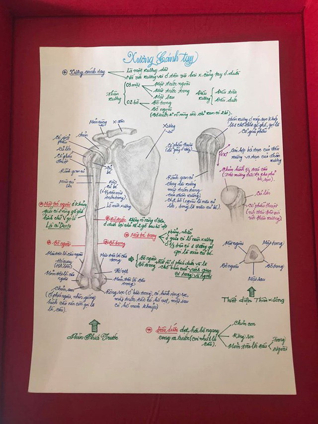  Nam sinh có biệt tài vẽ giải phẫu cơ thể người chi tiết khó tin  - Ảnh 5.