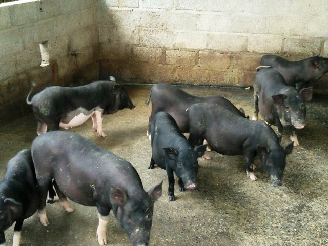Bệnh dịch tả lợn châu Phi tái phát tại 20 tỉnh, thành, Bộ NN&PTNT ra văn bản khẩn - Ảnh 3.