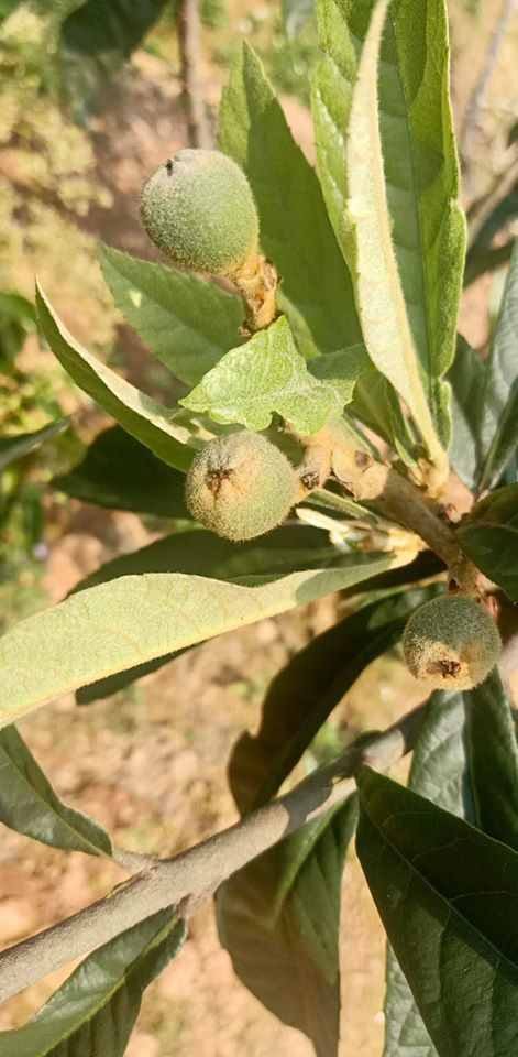 Thứ quả nh&agrave; gi&agrave;u 3-4 triệu/kg ở Việt Nam, b&ecirc;n Nhật cho kh&ocirc;ng cả rổ - Ảnh 3.