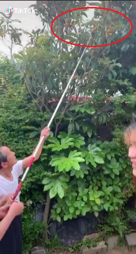 Thứ quả nh&agrave; gi&agrave;u 3-4 triệu/kg ở Việt Nam, b&ecirc;n Nhật cho kh&ocirc;ng cả rổ - Ảnh 4.