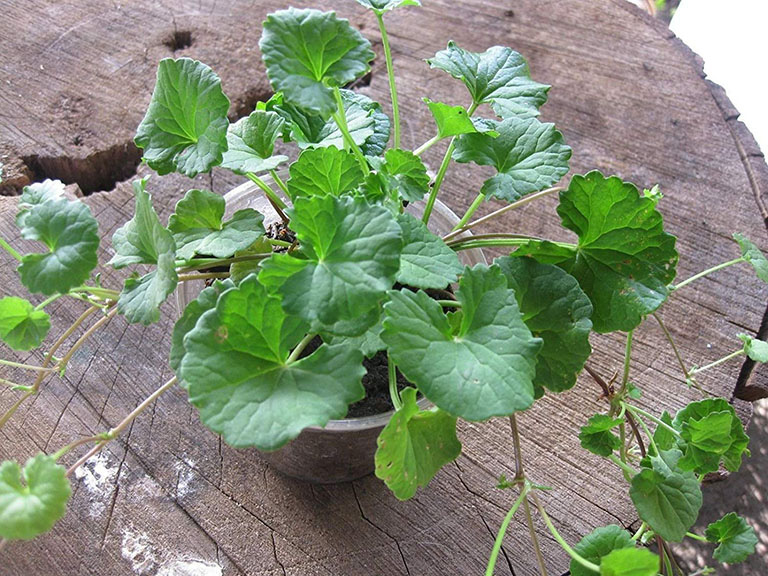 Rau má là tiên dược trời ban, là vàng trên mặt đất - Ảnh 5. Rau má là tiên dược trời ban, là vàng trên mặt đất - Ảnh 5.