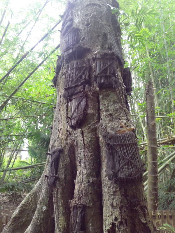 Sống chung và vệ sinh thi thể người chết: Việc làm nghe rùng rợn nhưng là văn hóa người Toraja cùng những lễ tang đắt đỏ thể hiện sự giàu sang - Ảnh 5. Sống chung và vệ sinh thi thể người chết: Việc làm nghe rùng rợn nhưng là văn hóa người Toraja cùng những lễ tang đắt đỏ thể hiện sự giàu sang - Ảnh 5.