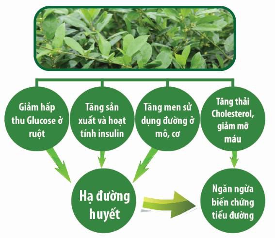 Chọn sản phẩm hỗ trợ hạ đường huyết, tưởng dễ mà hóa khó - Ảnh 2.