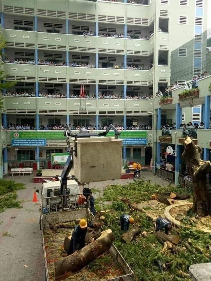 Hàng loạt cây phượng bị chặt hạ: Sao nỡ cạn tình với loài cây biểu tượng của tuổi học trò? - Ảnh 1. Hàng loạt cây phượng bị chặt hạ: Sao nỡ cạn tình với loài cây biểu tượng của tuổi học trò? - Ảnh 1.