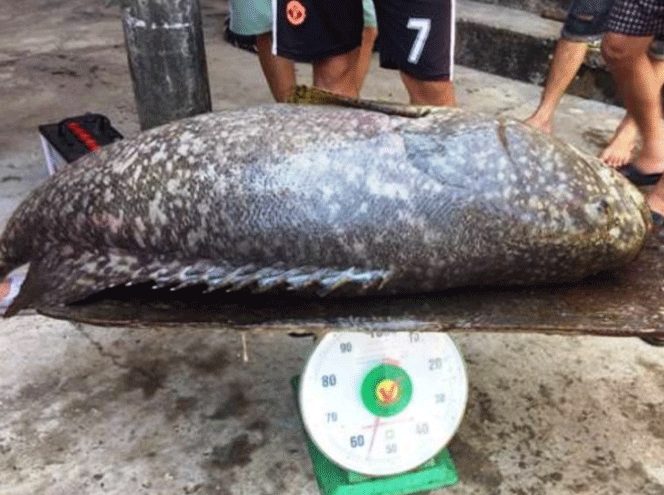 Bắt con cá mú khồng lồ, nặng 55kg giá bán chục triệu đồng - Ảnh 1.