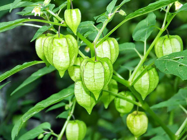 Đây là loại quả mà người Việt chỉ coi là cỏ dại, sang Nhật được tôn như thảo dược quý chữa đủ thứ bệnh - Ảnh 5.
