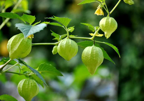 Đây là loại quả mà người Việt chỉ coi là cỏ dại, sang Nhật được tôn như thảo dược quý chữa đủ thứ bệnh - Ảnh 7.
